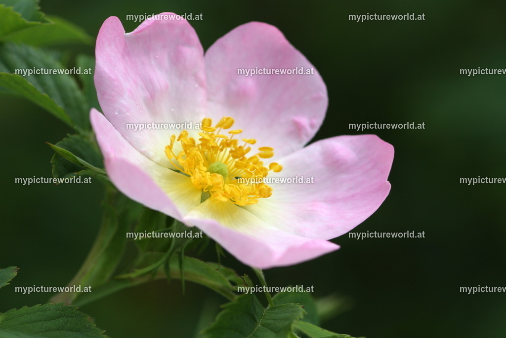 Hundsrose-001 | Das Bilderarchiv über Tiere, Planzen und Landschaften. In der Bilddatenbank finden Sie ein große Auswahl an hochwertigen Bilder für Ihre Werbung - Realisiert mit Pictrs.com