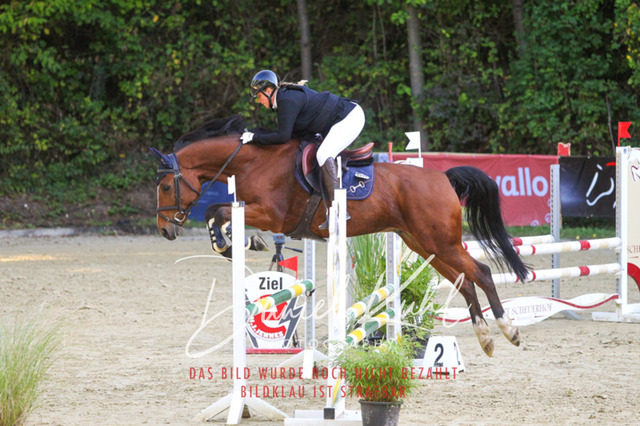 DKP42782 | Turniersportfotografie; Pferdefotografie; Dressurfotografie