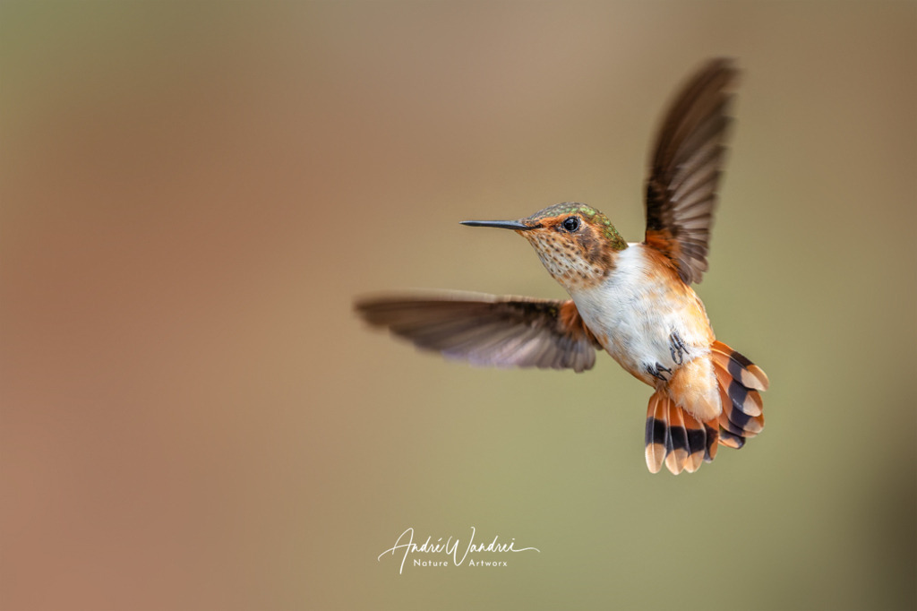 Fliegender Funke | Andre Wandrei - Nature Artworx - Realisiert mit Pictrs.com