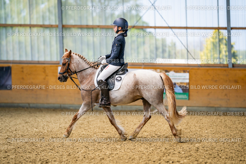 DSC02461 | Pferdegrafie