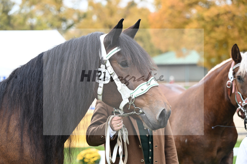 Kat-Nr. 21 Havanna v. Jurano_Hoeck_41250629 | hf-fotografie - Realizzato con Pictrs.com