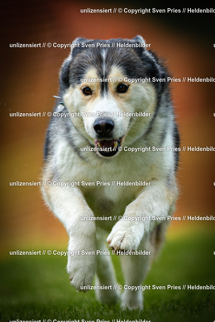 Sven Pries | 2025-09-21 - Hunderennen Baden-Oos - Realisiert mit Pictrs.com