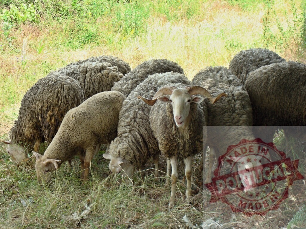 Flock of sheep grazing in green pastureland | Sheep and a ram eating grass in a field, showing farming and agriculture - Realisiert mit Pictrs.com