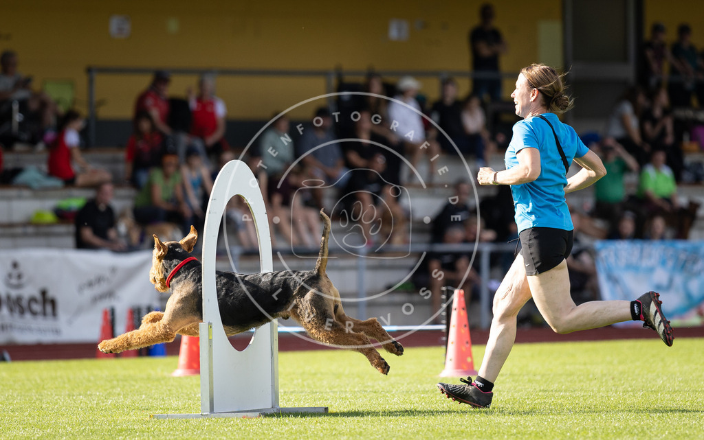 Pfotenfotografie_DV3A2212 | Hundefotografie, Tierfotograf, Pfotenfotografie, Fotoshooting Hund, Hunde Portrait, Hundesport, Hundeportraits, Heideshooting, Hunde, Sportfotograf, Hundefotograf, Turnierhundsport, THS,  - Realisiert mit Pictrs.com