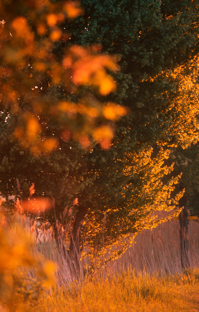 Baum im Gegenlicht | Austria - June 01, 2011: Baum im Gegenlicht. - Realisiert mit Pictrs.com