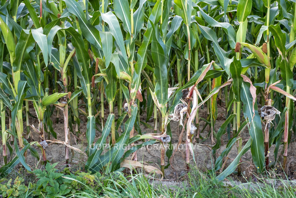 20220829-DSCF2921 | Pizerkrankung im Mais - Realisiert mit Pictrs.com