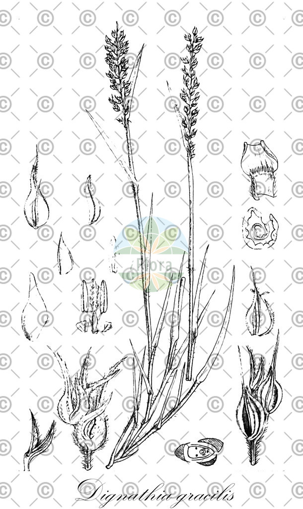 HistAbb_wfo-0000647497_1_ENZY_Simple | Historische Abbildung von Dignathia gracilis - Poaceae | Historical Illustration of Dignathia gracilis - Poaceae