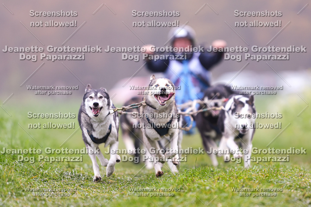 Dog Paparazzi - Visbeck 25 -45 | Dog Paparazzi Jeanette Grottendiek Fotografie & Videografie - Realisiert mit Pictrs.com