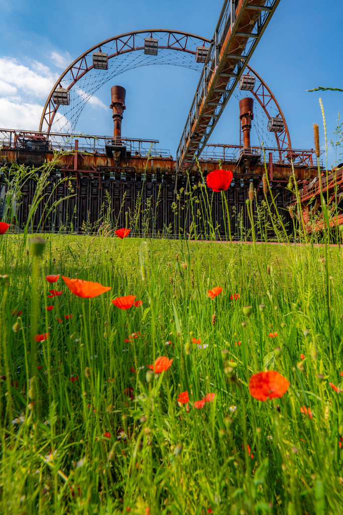 JT-210613 | Welterbe Zeche Zollverein, Kokerei Zollverein, bunte Blumenwiese, Mohnblumen, Sonnenrad, Essen NRW, Deutschland, - Realisiert mit Pictrs.com