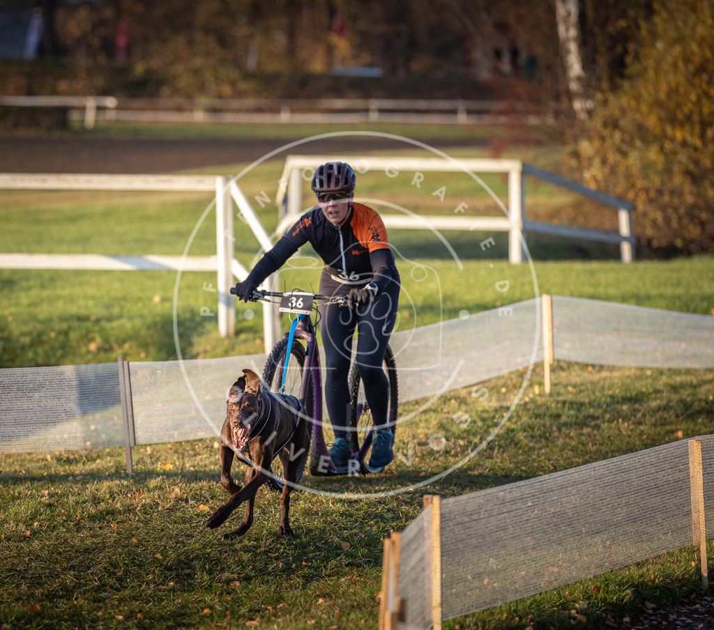 CaniXpix_DV3A0101 | Hundefotografie, Tierfotograf, Pfotenfotografie, Fotoshooting Hund, Hunde Portrait, Hundesport, Hundeportraits, Heideshooting, Hunde, Sportfotograf, Hundefotograf, Turnierhundsport, THS,  - Realisiert mit Pictrs.com