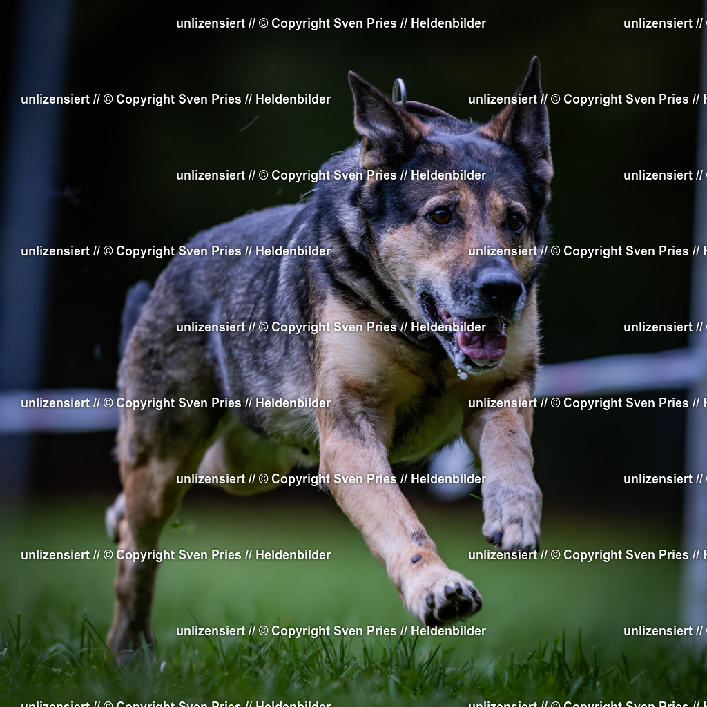 Sven Pries | 2024-10-19 - Hunderennen Ober-Grombach - Realisiert mit Pictrs.com