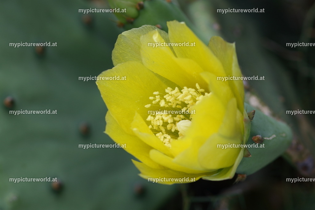 Feigenkaktus-006 | Das Bilderarchiv über Tiere, Planzen und Landschaften. In der Bilddatenbank finden Sie ein große Auswahl an hochwertigen Bilder für Ihre Werbung - Realized with Pictrs.com