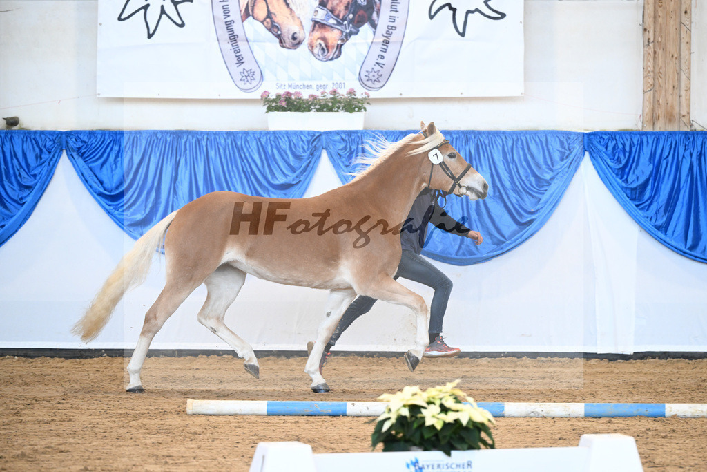 Bl. Band Kat-Nr. 7 Giia BE v. Amazing Star van Beauvoor_Edelmann_48241115 | hf-fotografie - Realisiert mit Pictrs.com