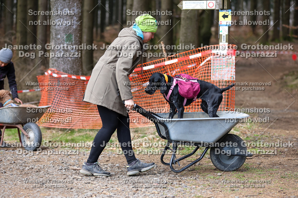 Dog Paparazzi - VCC26-823 | Dog Paparazzi Jeanette Grottendiek Fotografie & Videografie - Realisiert mit Pictrs.com