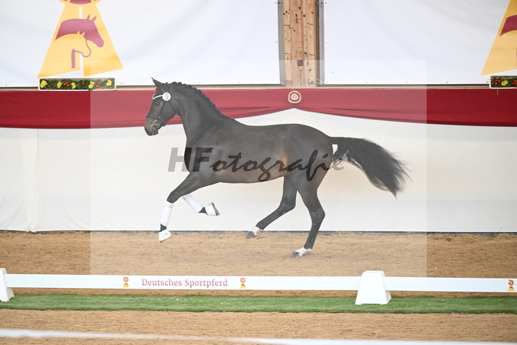 Kat.-Nr. 78 v. Springbank II VH_Reichert_2250750 | hf-fotografie - Realisiert mit Pictrs.com