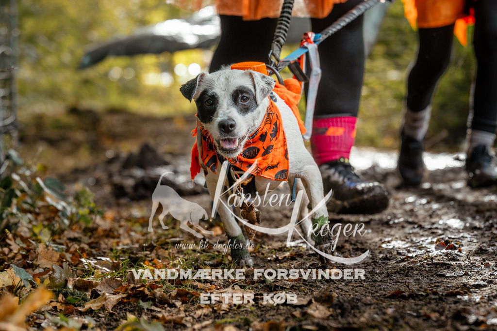 1459DZ6_4230Z6 | kk-dogfotos