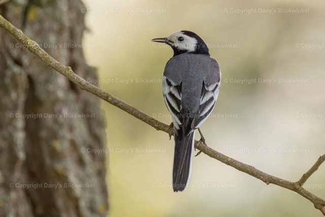 201720 | Tierfotografie, Tierkalender, Tierbilder, Insekten, Spinnen, Vögel, Schmetterling, Libellen, Leinwand, Colorkey, Qualität, Geschenkartikel, Geschenk - Realisiert mit Pictrs.com