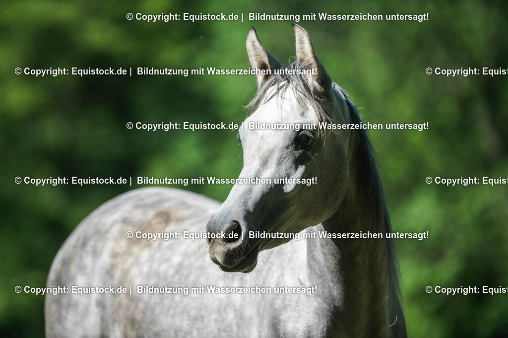 20210617_Araber_Marbach_Koppel_0027 | Foto: Thomas Hartig