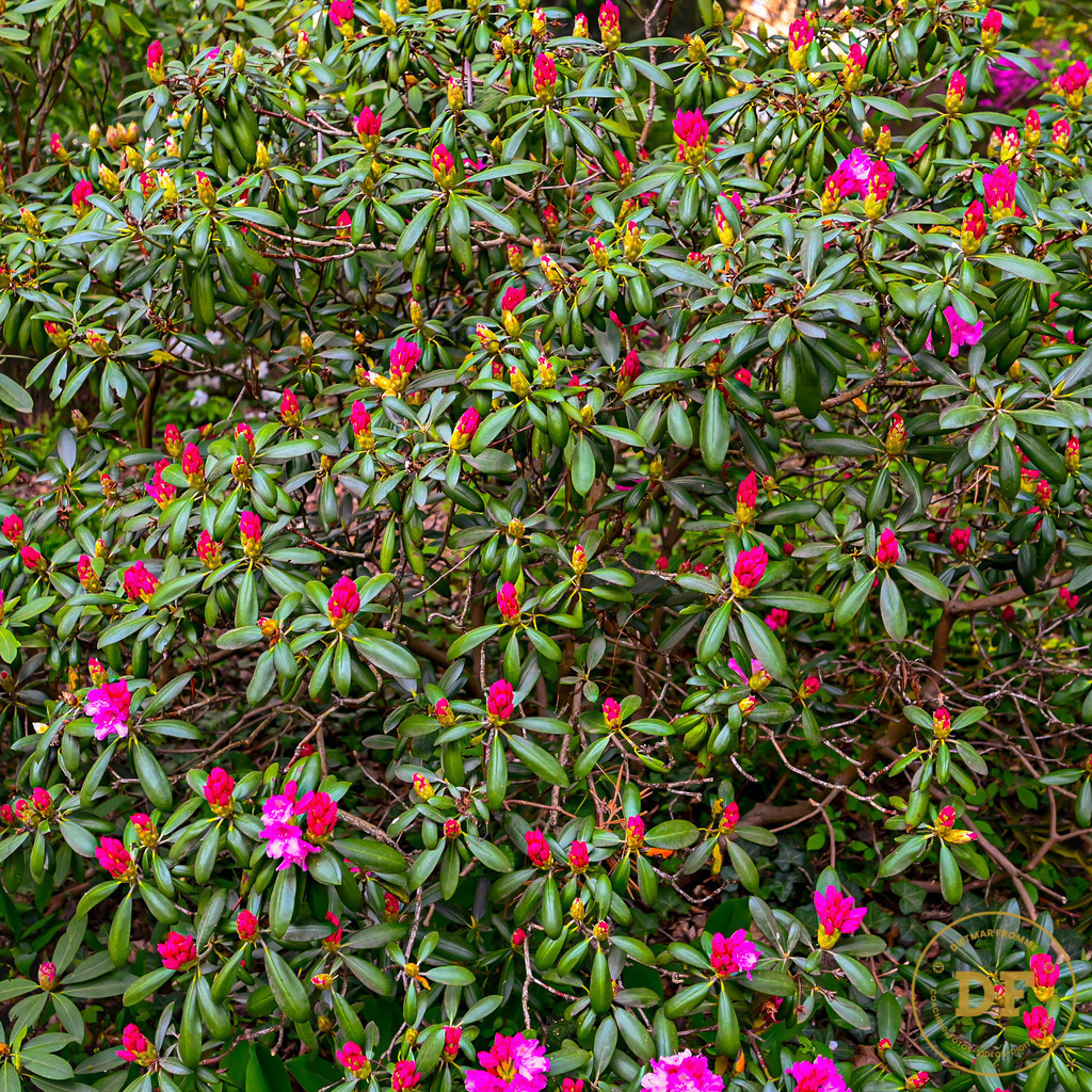 4_DSC8085 | Geschenke, Wandbilder und Accessoires mit Motiven aus Dresden und anderen schönen Orten zur Verschönerung Deines zu Hauses und zum verschenken gewünscht? Wähle Deine Lieblingsbild auf dem Produkt Deiner Wahl. 