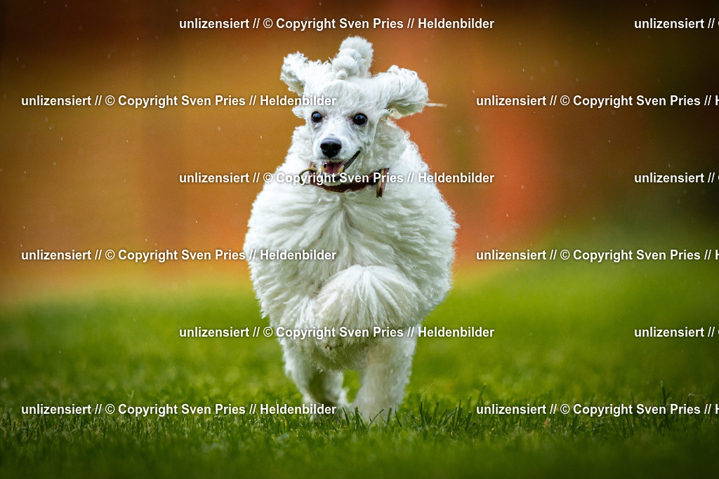 Sven Pries | 2025-09-21 - Hunderennen Baden-Oos - Realisiert mit Pictrs.com