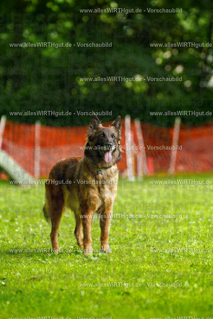 @allesWIRTHgut_Tierfotografie - www.allesWIRTHgut.de - 101909-7R508345 | Professionelle Tierfotografie in Mönchengladbach von Daniel Wirth (allesWIRTHgut). Liebevolle & natürliche Bilder von Hunden & Katzen für unvergessliche Erinnerungen.