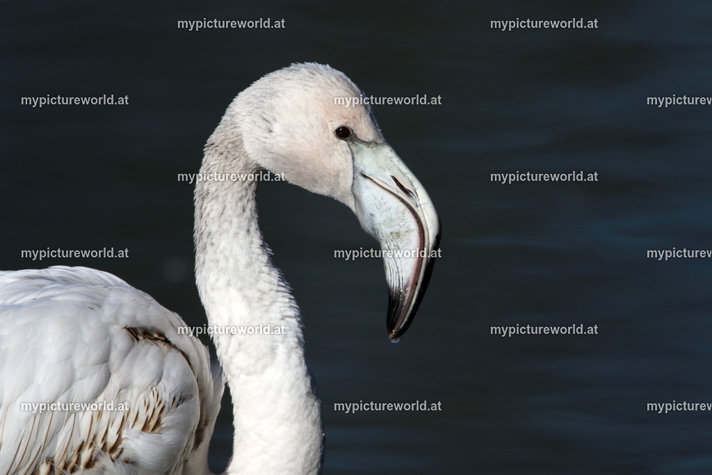 Rosaflamingo-049 | Das Bilderarchiv über Tiere, Planzen und Landschaften. In der Bilddatenbank finden Sie ein große Auswahl an hochwertigen Bilder für Ihre Werbung - Realisiert mit Pictrs.com