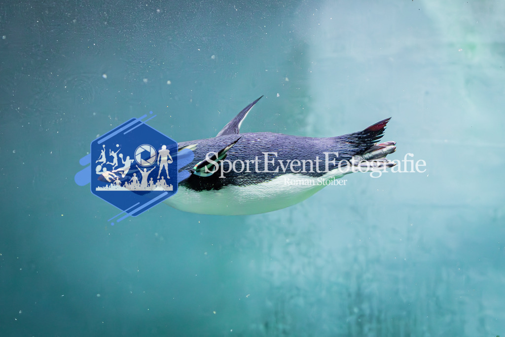 IMAG7627 | SportEventFotografie - Roman Stoiber