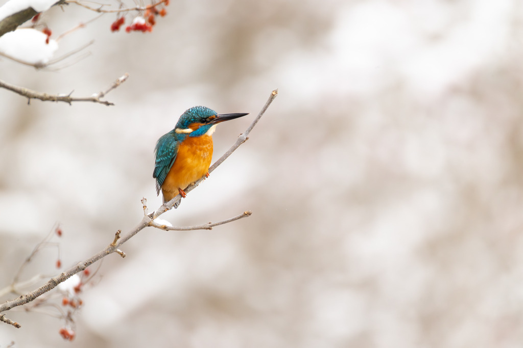 Der Eisvogel | Der Eisvogel (Alcedo atthis) ist aufgrund seines leuchtend bunten Gefieders und seiner pfeilschnellen Jagdweise eine der auffälligsten und schönsten Vogelarten Mitteleuropas. Er wird oft als "fliegender Edelstein" bezeichnet und dient als wichtiger Indikator für die Gesundheit und Naturnähe von Gewässern. - Realisiert mit Pictrs.com