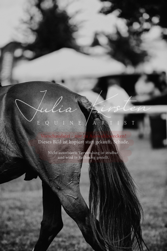 DSC_5799 | Pferde- und Turnierfotografie in Westsachsen. Pferdeportraits, Auftragszeichnungen und intuitive Kunst.