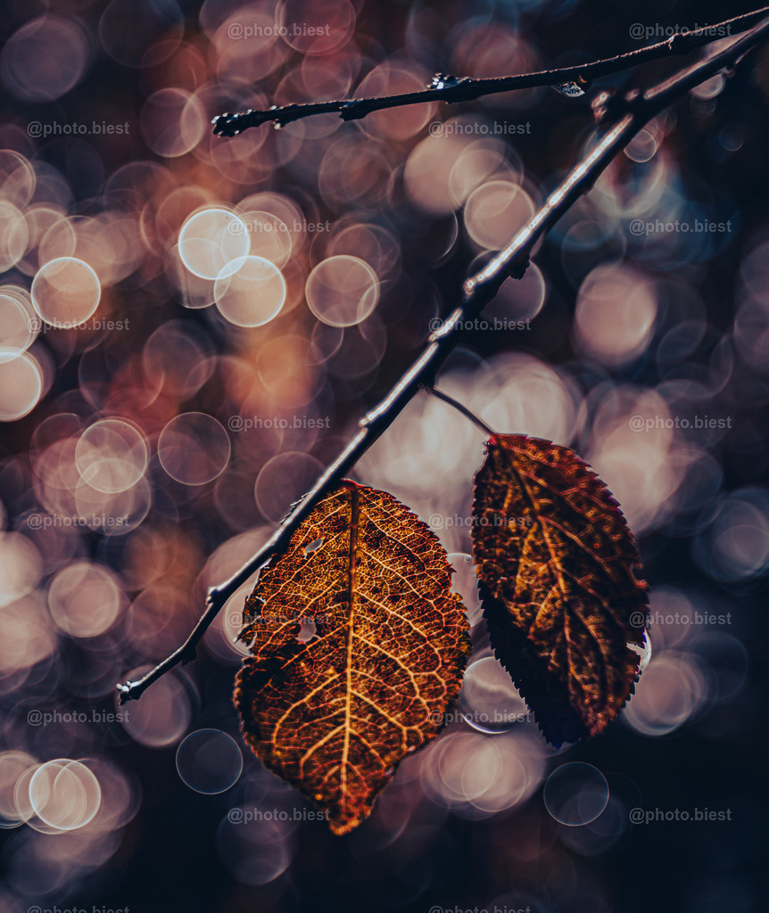 Herbst-Bubble-Blues | Moodypic eines Kirschpflaumenblätterpaars. - Realisiert mit Pictrs.com