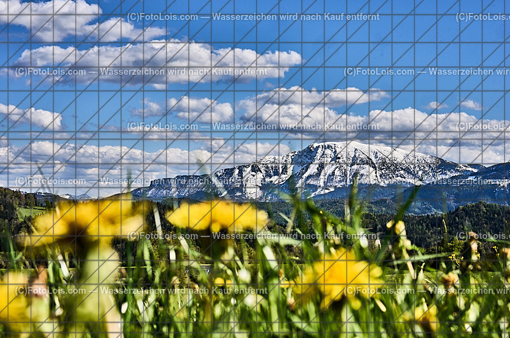 ALP4657_Ortbauer-Kraxenberg_weisser Oetscher | (C)FotoLois.com, Alois Spandl. Weißer ÖTSCHER im Frühling beim Ortbauer am Kraxenberg, Sa 27. April 2024.