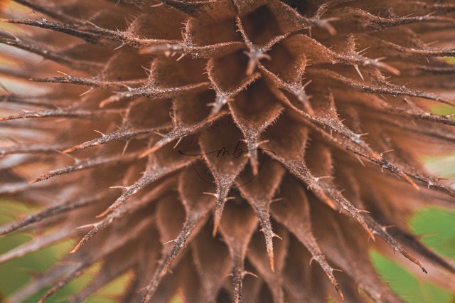 Wilde Karde in Nahaufnahme | Professionelle Natur- & Landschaftsfotos als Poster, auf Leinwand & viele mehr. Wähle aus einer Vielzahl an Formaten & Materialien Dein perfektes Bild. - Realisiert mit Pictrs.com