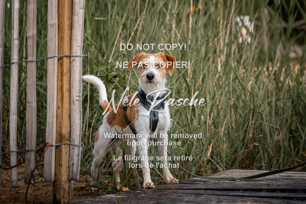 nelerasche_BuHu2026_MM_41 | nelerasche