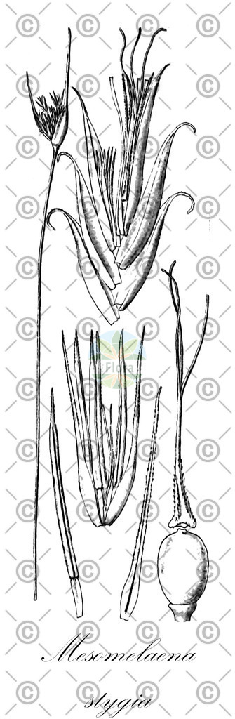 HistAbb_5PWC_1_ENZY_Simple | Historische Abbildung von Mesomelaena stygia - Cyperaceae | Historical Illustration of Mesomelaena stygia - Cyperaceae