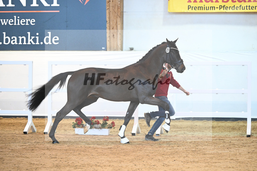 Kat-Nr. 21 v. Quasimodo Z_Baertschi_2230461 | hf-fotografie - Realisiert mit Pictrs.com
