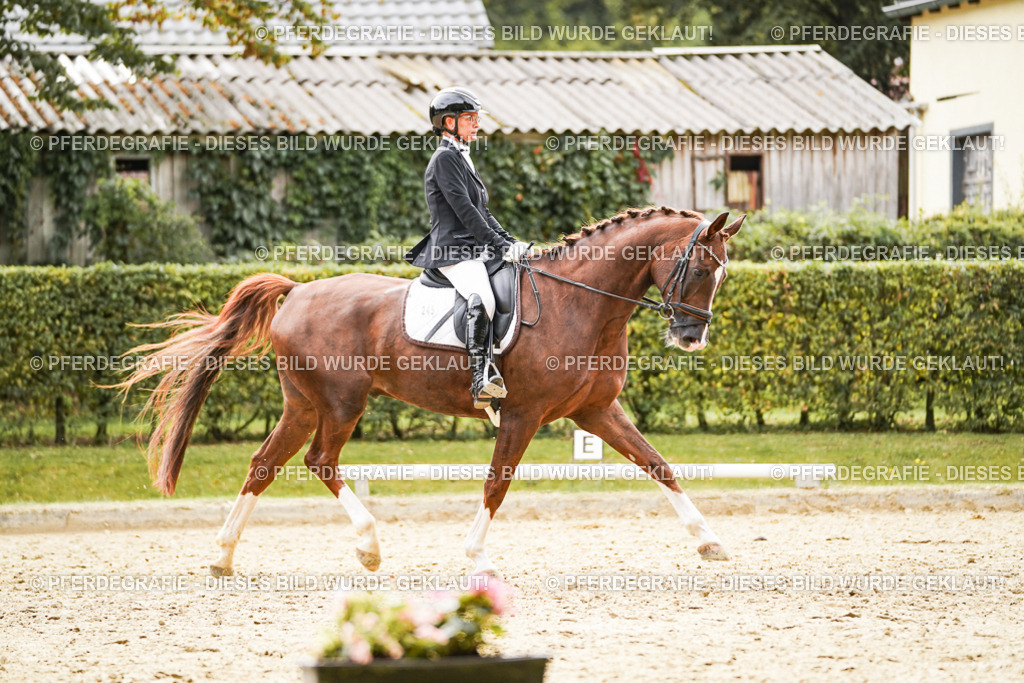 DSC01593 | Pferdegrafie