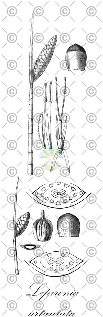 HistAbb_wfo-0000446270_1_ENZY_Simple | Historische Abbildung von Lepironia articulata - Cyperaceae | Historical Illustration of Lepironia articulata - Cyperaceae