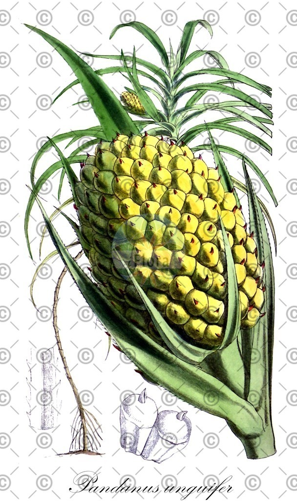 HistAbb_6D6W_1_ENZY_Simple | Historische Abbildung von Pandanus unguifer - Pandanaceae | Historical Illustration of Pandanus unguifer - Pandanaceae