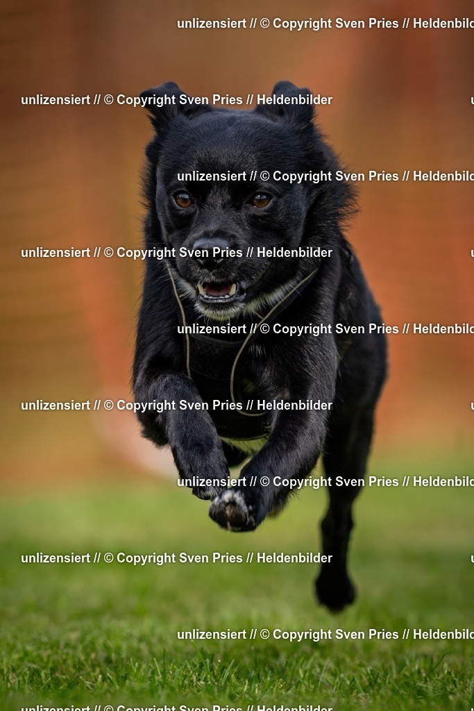 Sven Pries | 2024-09-22 - Hunderennen Baden-BadenPudelverein - Realisiert mit Pictrs.com