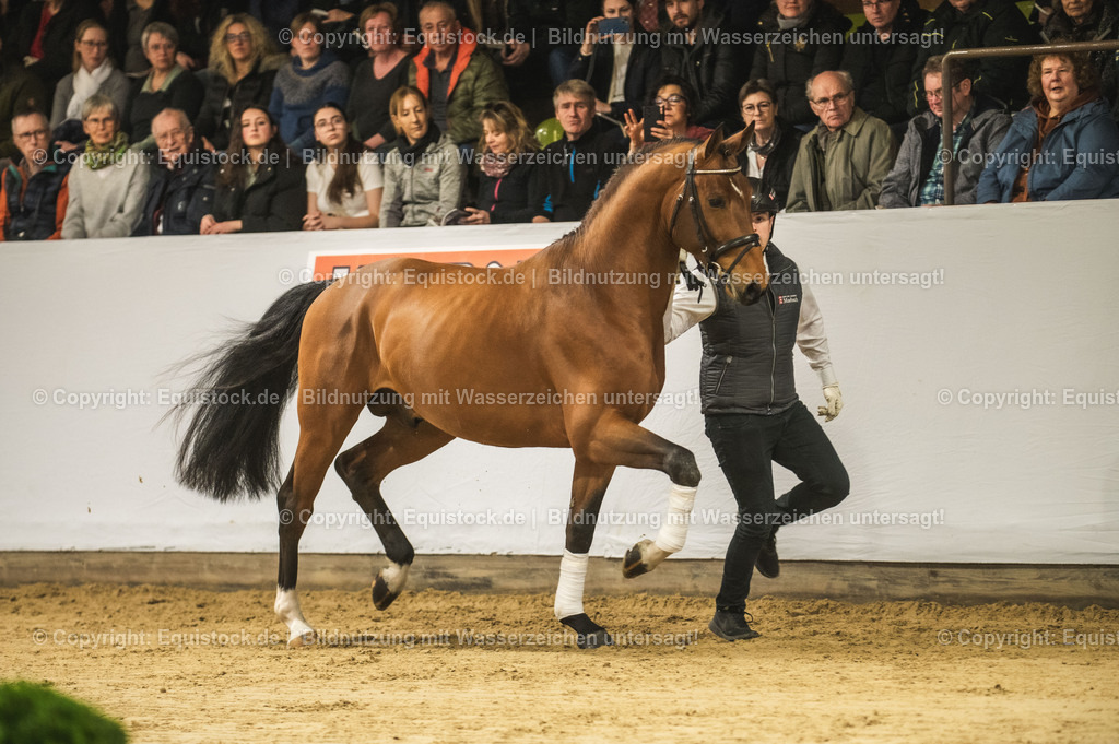 20240302_Hengstvorstellung_Marbach_TOMsPiC_0243 | equistock