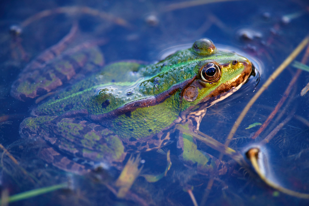 Teichfrosch im Wasser | Rauchwart, Austria - May 09, 2015: Teichfrosch im Wasser. - Realisiert mit Pictrs.com
