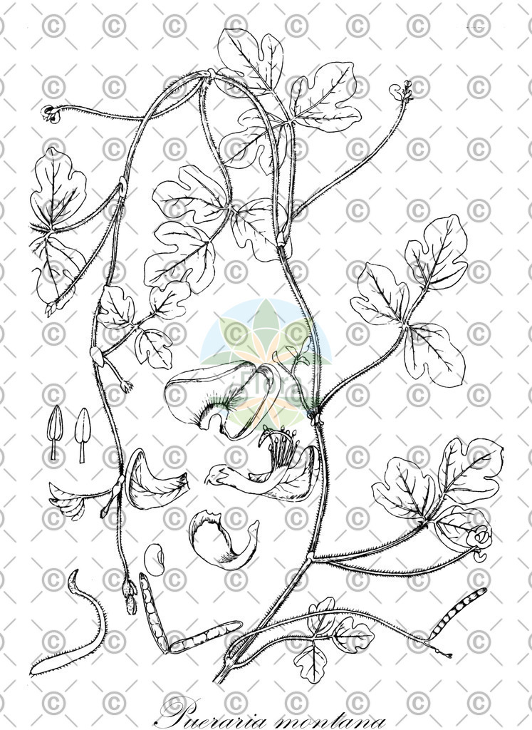 HistAbb_wfo-0001444098_1_ENZY_Simple | Historische Abbildung von Pueraria montana - Fabaceae | Historical Illustration of Pueraria montana - Fabaceae