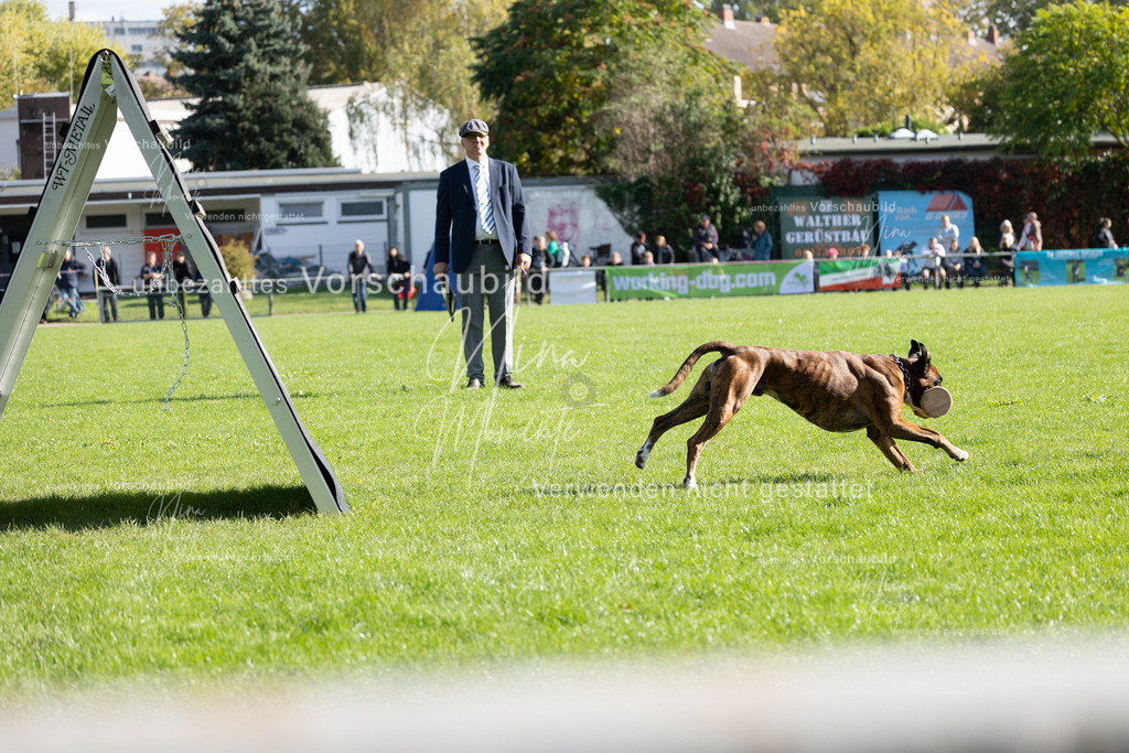 _16A5284 | Einzigartige Fotos von Hunden & Menschen –Actionfotos, Portraits, Vereinsaufnahmen & Paarshootings – authentisch, lebendig & mit Herz.