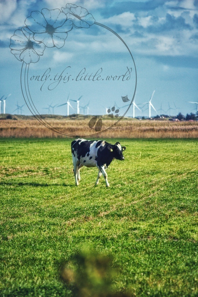 IMG_9567-02 | only.this.little.world - Realisiert mit Pictrs.com