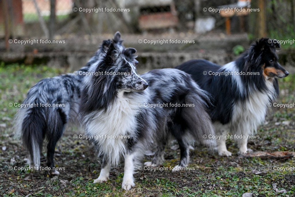 Hunde_ 26.12.2024-13 | 28.012.2024, Povazska Bystrica, SVK, Themenbild, Hunde, im Bild Dog, Hund, Hunde, Rasse, Wiese, laufen, spielen, Sheltie, Shetland Sheepdog, Huetehund, Wachhund, Rudel