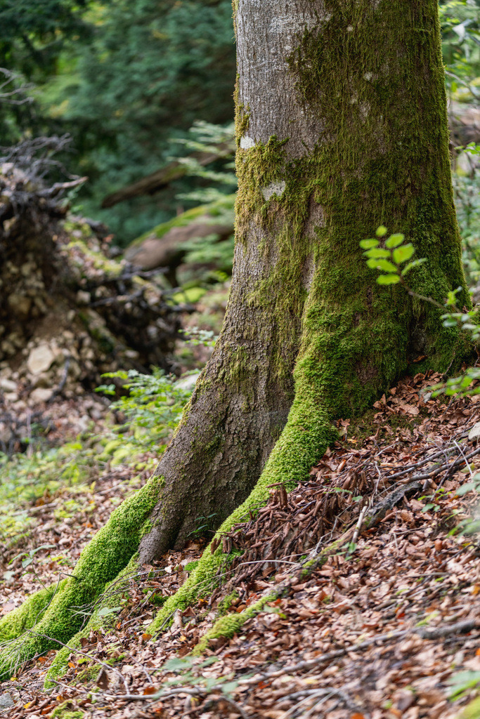 ZD250916101720 | Fotoshop von zweidimensional Fotografie. Ihr Fotograf im Aargau. Abzüge von Ihrem Fotobox Event bestellen.Abzüge von Ihrem Hochzeit bestellen.Abzüge von Ihrem Schulfotograf bestellen.