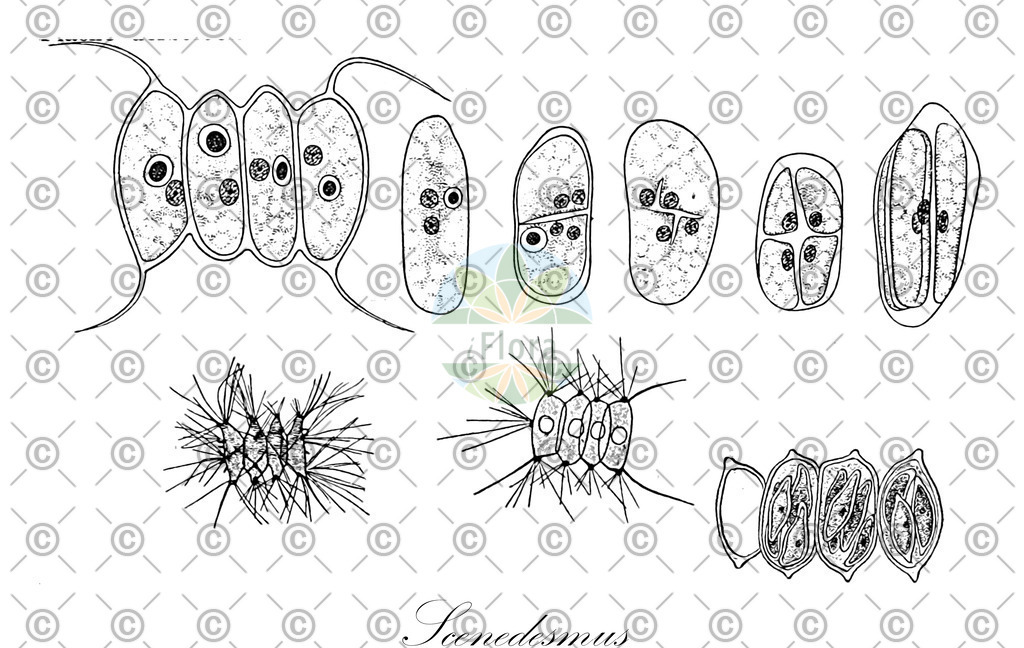 HistAbb_wfo-0000435798_1_ENZY_Simple | Historische Abbildung von Scenedesmus - Scenedesmaceae (0) | Historical Illustration of Scenedesmus - Scenedesmaceae (0)
