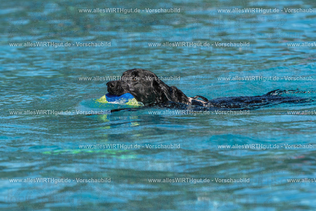Hundeschwimmen_Volksbad_2026-allesWIRTHgut_Tierfotografie-2609061429-FAY06959 | Professionelle Tierfotografie in Mönchengladbach von Daniel Wirth (allesWIRTHgut). Liebevolle & natürliche Bilder von Hunden & Katzen für unvergessliche Erinnerungen.