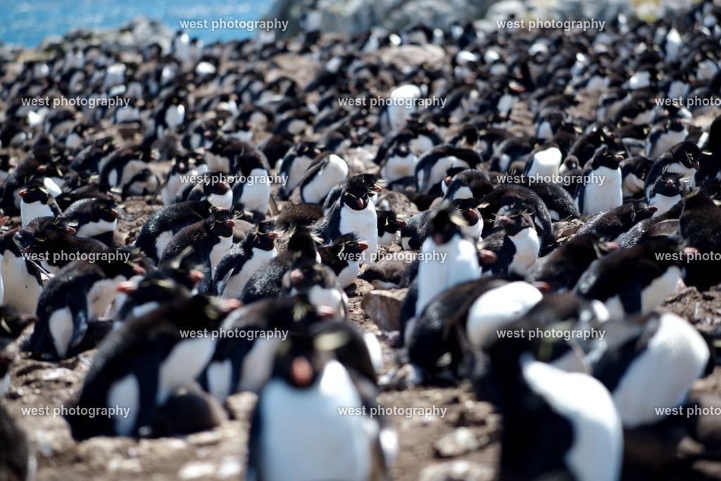 Rockhopper Penguin Group PLB - FLK 2014 | west photography - Realisiert mit Pictrs.com