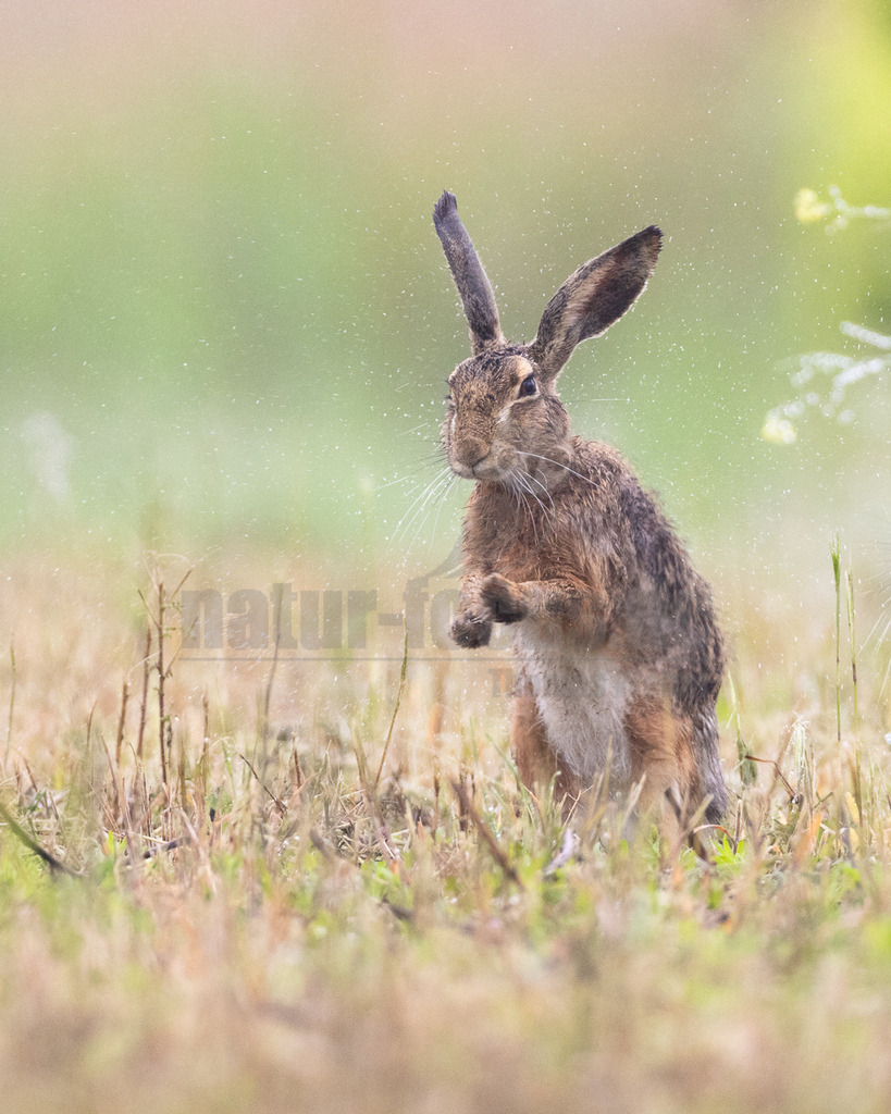 R7NF8658_20240508_20240508 | Der Feldhase, kurz auch Hase genannt, ist ein Säugetier aus der Familie der Hasen. Die Art besiedelt offene und halboffene Landschaften. Das natürliche Verbreitungsgebiet umfasst weite Teile der südwestlichen Paläarktis; durch zahlreiche Einbürgerungen kommt der Feldhase heute jedoch auf fast allen Kontinenten vor. - Realisiert mit Pictrs.com
